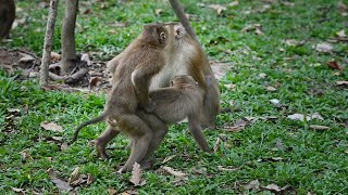 Funny happy monkeys are playing 121 Monkeys [upl. by Nerual]