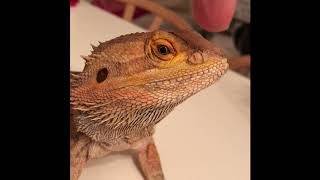 Bearded Dragon shedding his nostrils [upl. by Vinn]