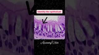 Pseudostratified Epithelium  Histology  Microanatomy anatomy neetpg mbbs histology neetmcqs [upl. by Odlanra992]