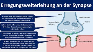 Erregungsweiterleitung an der Synapse  Chemische Synapse Neurobiologie Oberstufe [upl. by Lafleur156]