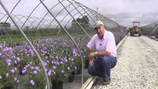 Best Perennials  Scabiosa Butterfly Blue Pincushion Flower [upl. by Llerdnam904]