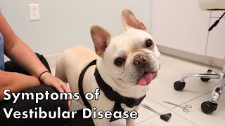 Signs of Vestibular Disease in Dogs [upl. by Karoline]