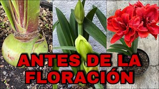 Que Hacer ANTES De La FLORACION De AZUCENAS AMARILIS Lirios Hippeastrum amarillys [upl. by Herald]