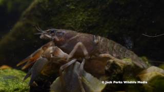 Signal Crayfish Close Up Underwater [upl. by Forward]