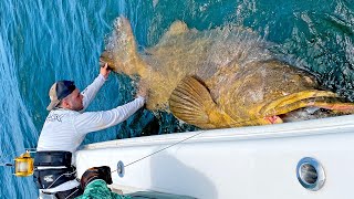 MASSIVE 500lb Goliath Grouper [upl. by Shandeigh]