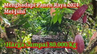 Bunga Banyak Menhadapi Panen Raya80000KgMCC02BB01 [upl. by Brieta]