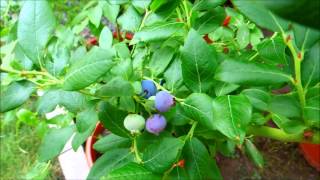 Can A Blueberry Tree Produce Red Berries [upl. by Aerb]