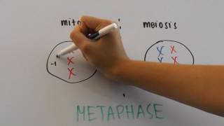 Comparison of Mitosis and Meiosis [upl. by Gerda452]