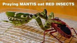 The Process of praying MANTIS eating Spiders  TCD Small Insects [upl. by Naruq924]