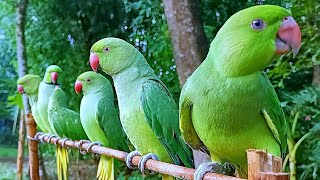 Talking Parrot Natural SoundsVoices [upl. by Nydia]