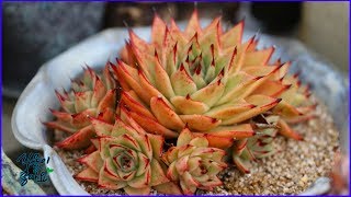 다육식물 유행 따라가다가 통장 거덜나겠네succulent多肉植物たにくしょくぶつEcheveria [upl. by Windy]