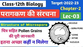 L3 परागकण की संरचना  Structure of microspore  Biology Class12th Ch2 [upl. by Vivianna574]