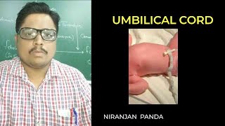 Umbilical cord [upl. by Araed]