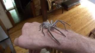 Handling a Huntsman Spider unedited version [upl. by Llerreg]