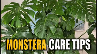 How to Prune Monstera deliciosa Basic Care Notes [upl. by Critta]