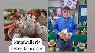 Mammillaria perezdelarosae [upl. by Sixla]