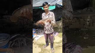 2 kilograms ki sawal batate hue 💥 Part3 fishing [upl. by Endaira]