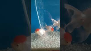 Red cap fish 🐟 very beautiful fish fishaquarium fishing fishlovers ytshort youtubeshorts [upl. by Darryn]