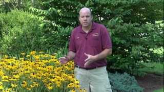 Black Eyed Susan  Rudbeckia fulgida Goldsturm  Summer Blooming Perennial [upl. by Merfe739]