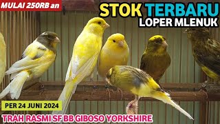 Stok Baru Kenari Paud Pejantan Babon Dere All Loper Mlenuk Trah Rasmi Yorkshire Giboso kenarijogja [upl. by Lordan]