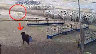 Tibetan Mastiff protects sheep flock from a wolf  Must Watch [upl. by Edbert]