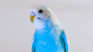 Singing Budgie  Parakeets Chirping Sounds  Happy Song  Most Beautiful Budgie Songs Ever [upl. by Aiduan]