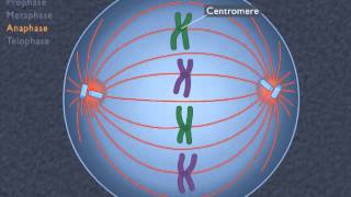 Animation How the Cell Cycle Works [upl. by Lewiss476]