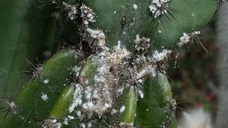 Mealybug HORROR at the Botanic Gardens [upl. by Nazay278]