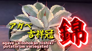 アガベ吉祥冠錦【ポタトラム】／古き良き名作アガベが美しすぎる！！Agave potatorum variegated Beautiful agave [upl. by Grimaldi]