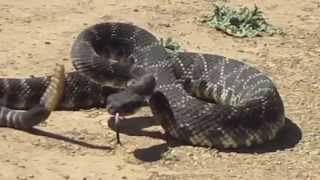 Amazing rattlesnake encounter [upl. by Damicke]