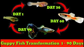 Guppy Fish Update From Birth To 90 Days  Guppy Fish Life Cycle [upl. by Malinin]