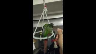 Conure pyrrhura molinae dressage exercices quottoursquot [upl. by Azarcon]