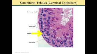 Histologi Sistem Reproduksi Pria video 2 dari 3 videoTestis dan Spermatogenesis [upl. by Chobot]