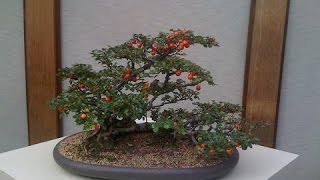 The Cotoneaster is a Hardy Bonsai Tree [upl. by Assyla]