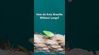 Want to Know How ANTS Breathe Without Lungs [upl. by Ethelinda261]