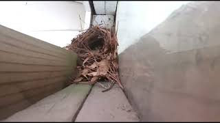 Nesting Wrens 317 [upl. by Acirretahs597]