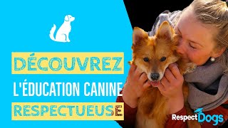 Éducateur Canin comportementaliste Respectdogs DÉCOUVREZ nos solutions déducation canine [upl. by Einafpets]