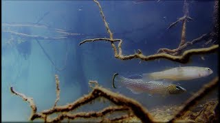 Northern Studfish Fundulus catenatus Spawning [upl. by Harvard]