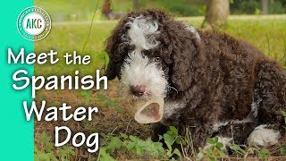 Meet the Spanish Water Dog [upl. by Jemmy]