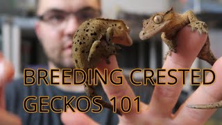 CRESTED GECKO BREEDING 101 TIPS [upl. by Yerdua]