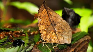 Coenophlebia archidona 240 fps [upl. by Demeter278]