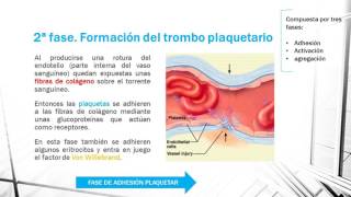 HEMOSTASIA PRIMARIA EN 1 MINUTO [upl. by Hayouqes]