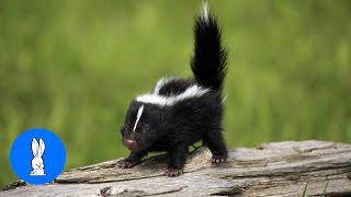 Baby Skunks Trying To Spray  Funniest Compilation [upl. by Rosenkranz309]