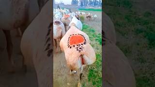 Fattailed sheep sheep farming goat fyp funny viralvideo shortsviral youtube foryourpage [upl. by Spiros]