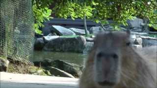 Capybara Speaks at Nagasaki Bio Park [upl. by Azilem587]