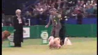 Crufts 2007 Best in Show [upl. by Aicined]