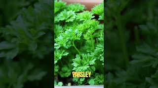 Fantastic Herbs To Grow At Home [upl. by Eikciv]