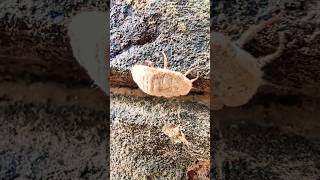 Taxus mealybug  Dysmicoccus wistariae bug macrophotography macro shorts [upl. by Eimaraj]