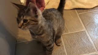 2018 Sep 23  one friendly brown tabby kitten [upl. by Irreg]