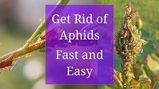 Get Rid of Aphids Fast and Easy [upl. by Asert996]